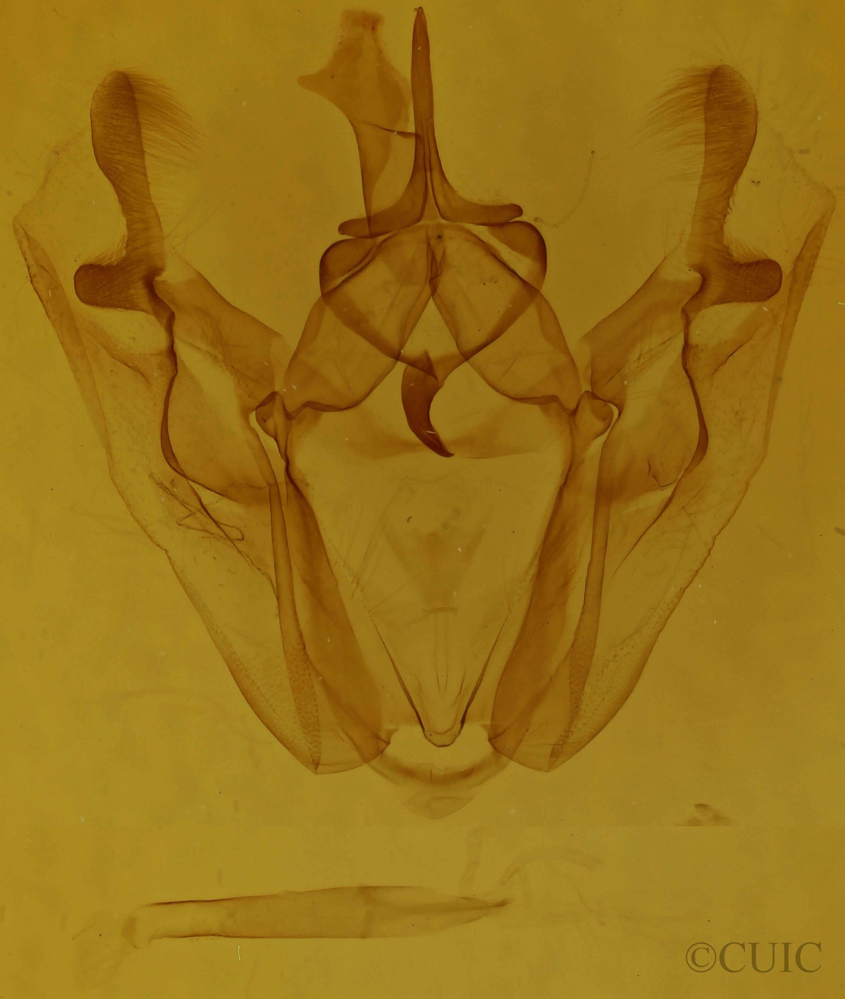 genitalia view of adult Pero ancetaria