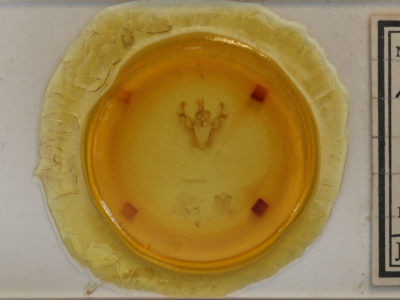 slide view of adult Pero ancetaria