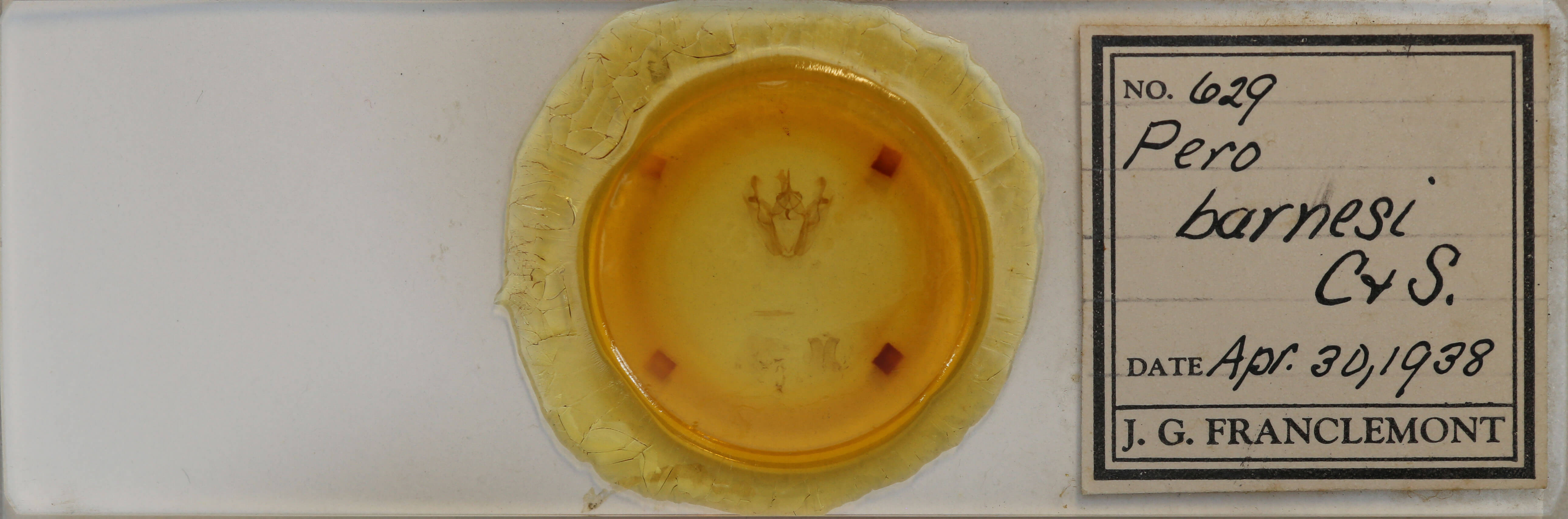 slide view of adult Pero ancetaria