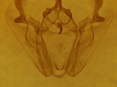 genitalia view of adult Pero ancetaria
