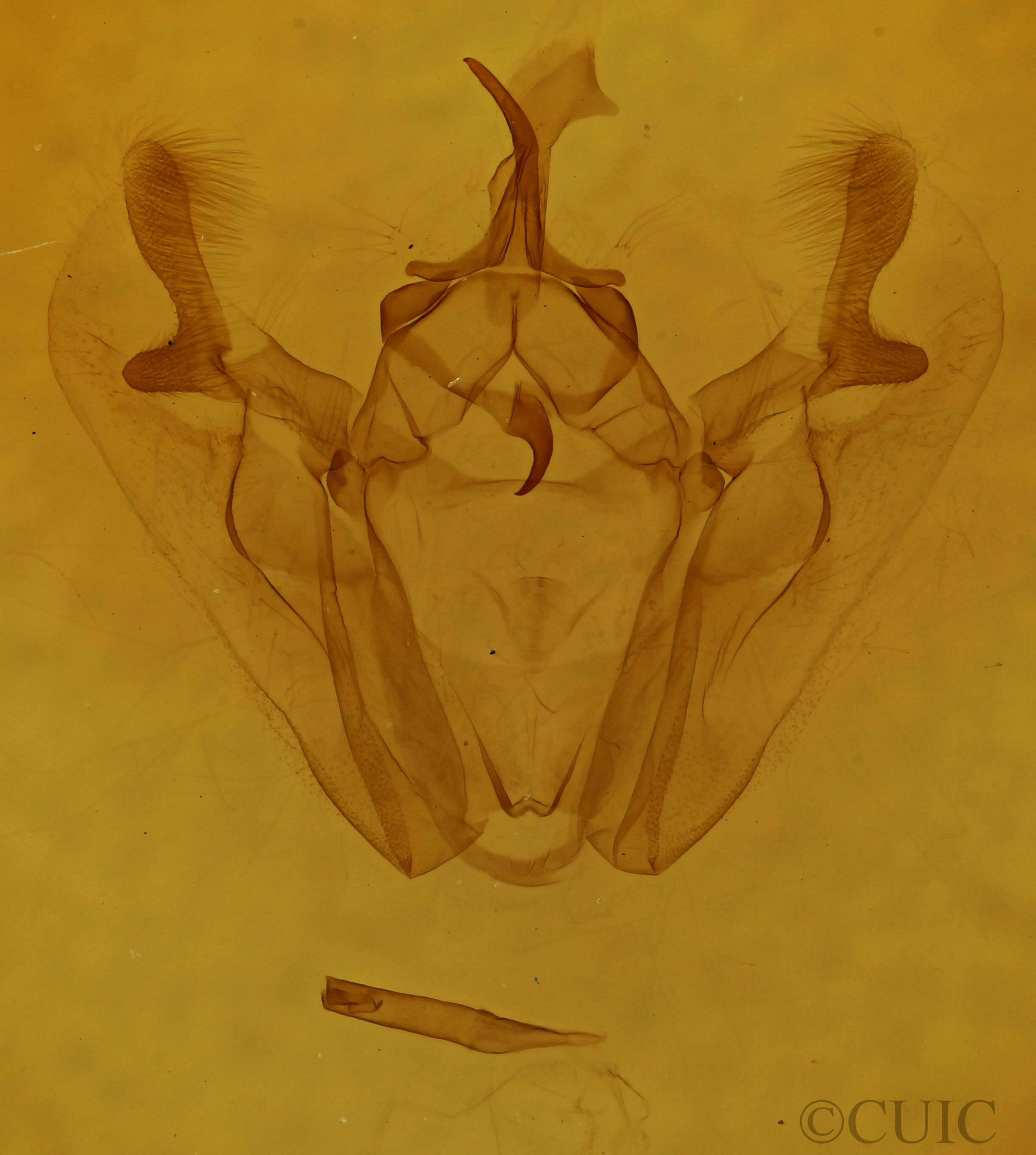 genitalia view of adult Pero ancetaria