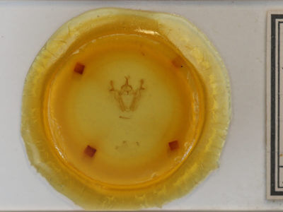 slide view of adult Pero ancetaria