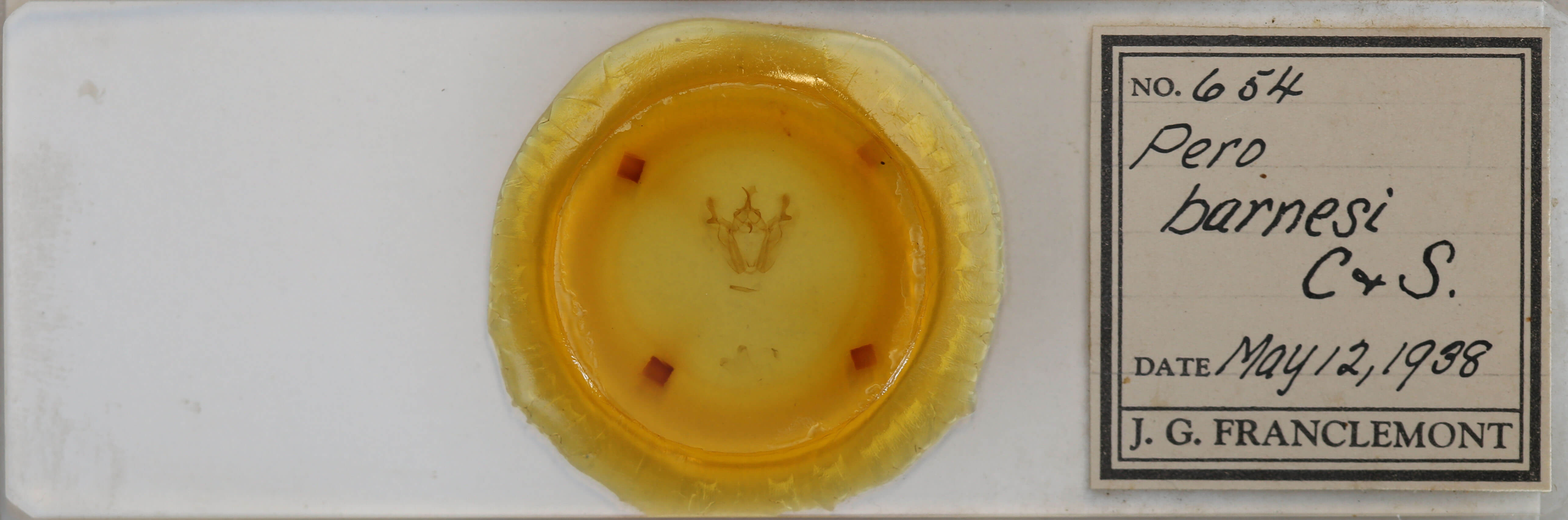 slide view of adult Pero ancetaria