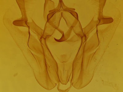 genitalia view of adult Pero ancetaria