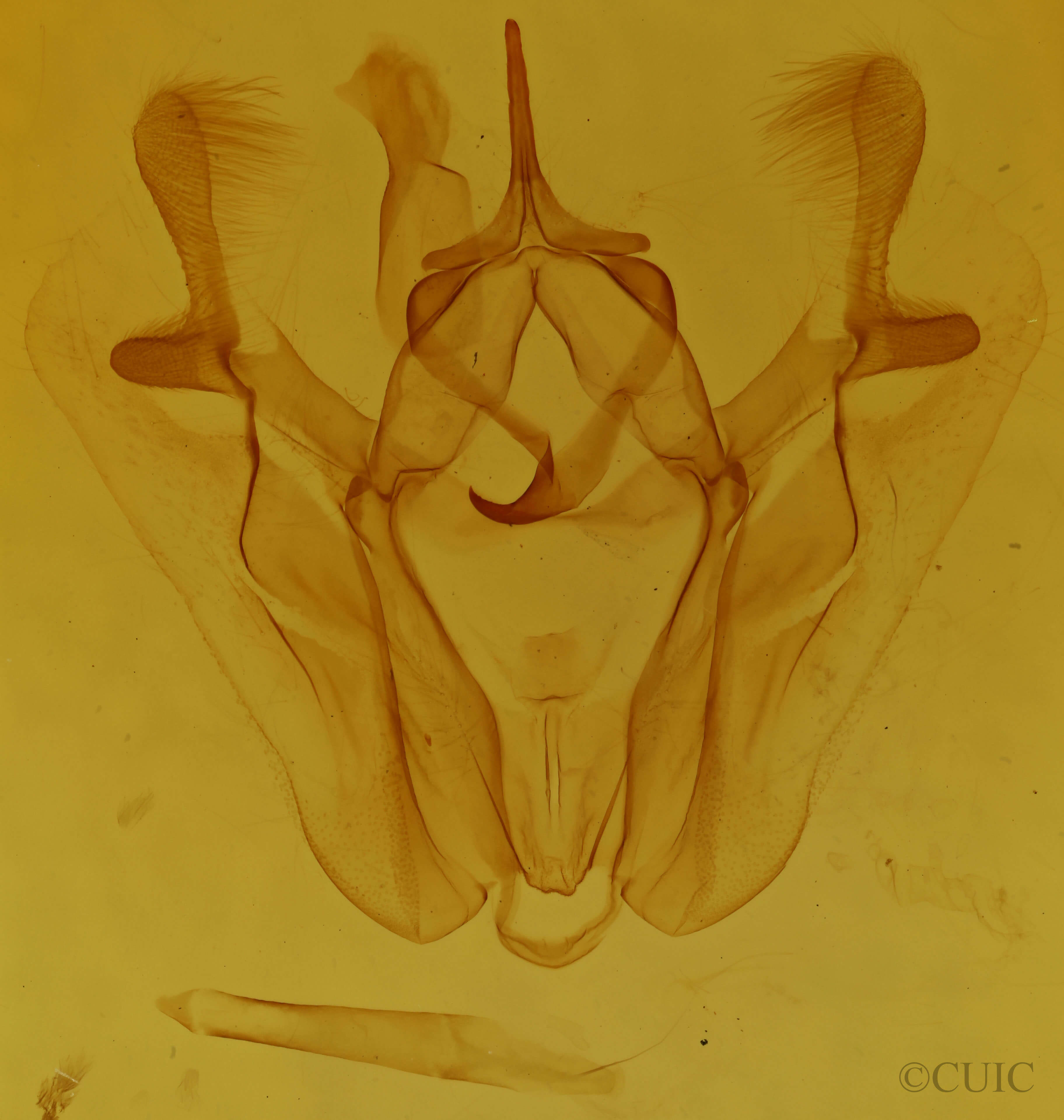 genitalia view of adult Pero ancetaria
