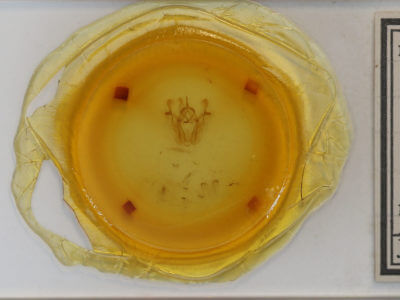 slide view of adult Pero ancetaria