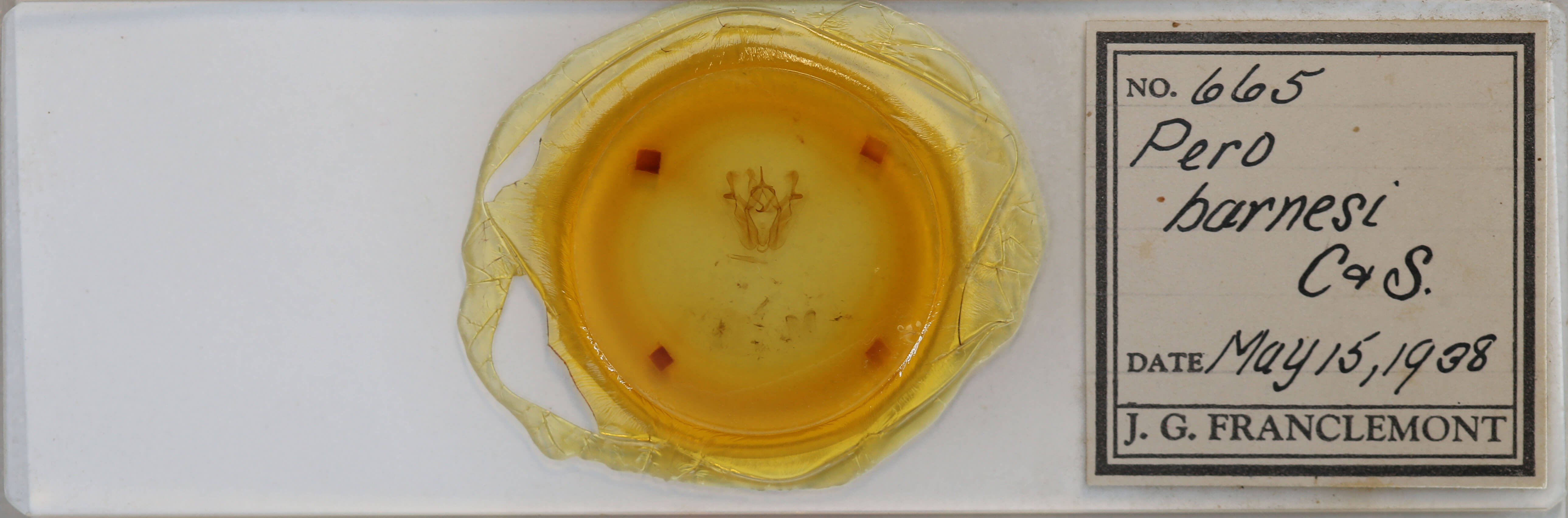 slide view of adult Pero ancetaria