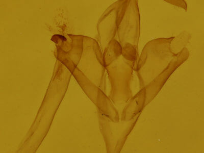 genitalia view of adult Phalaenophana pyramusalis