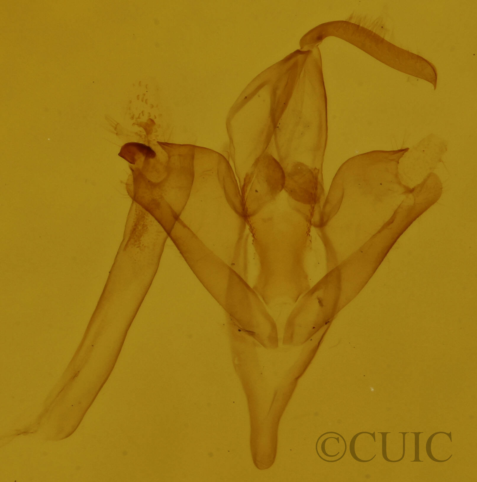 genitalia view of adult Phalaenophana pyramusalis