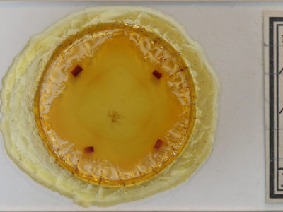 slide view of adult Phalaenophana pyramusalis