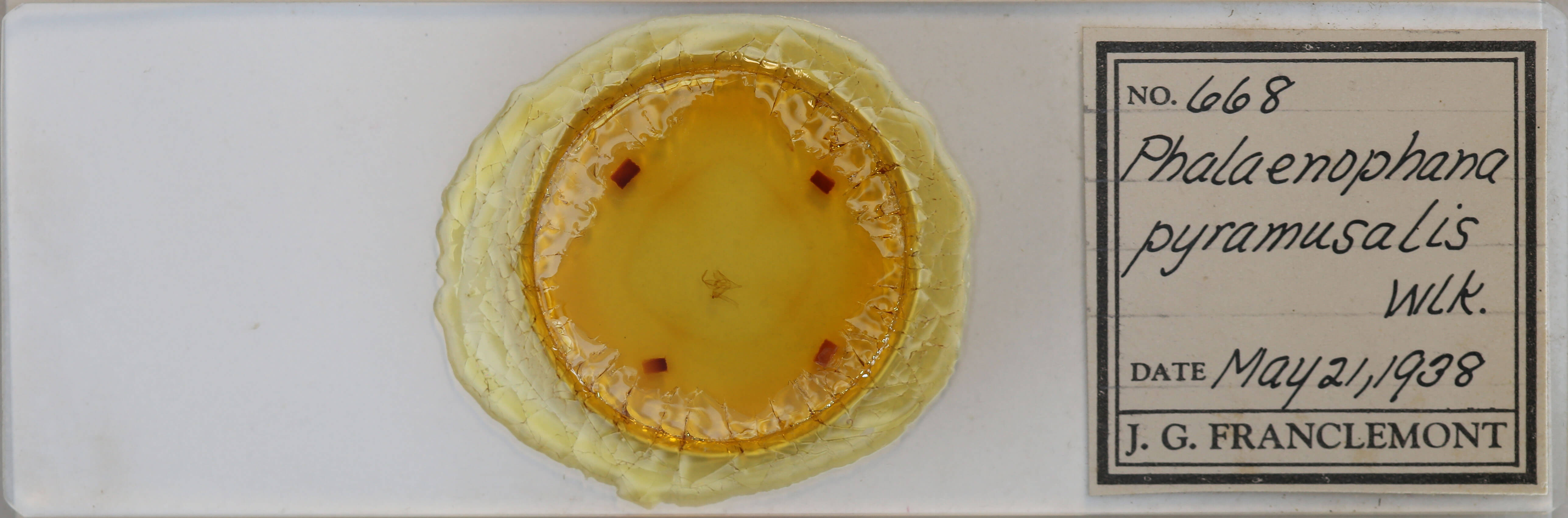 slide view of adult Phalaenophana pyramusalis