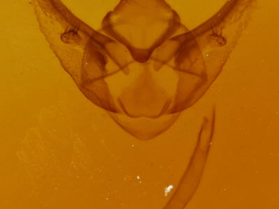 genitalia view of adult Phigalia plumigeraria