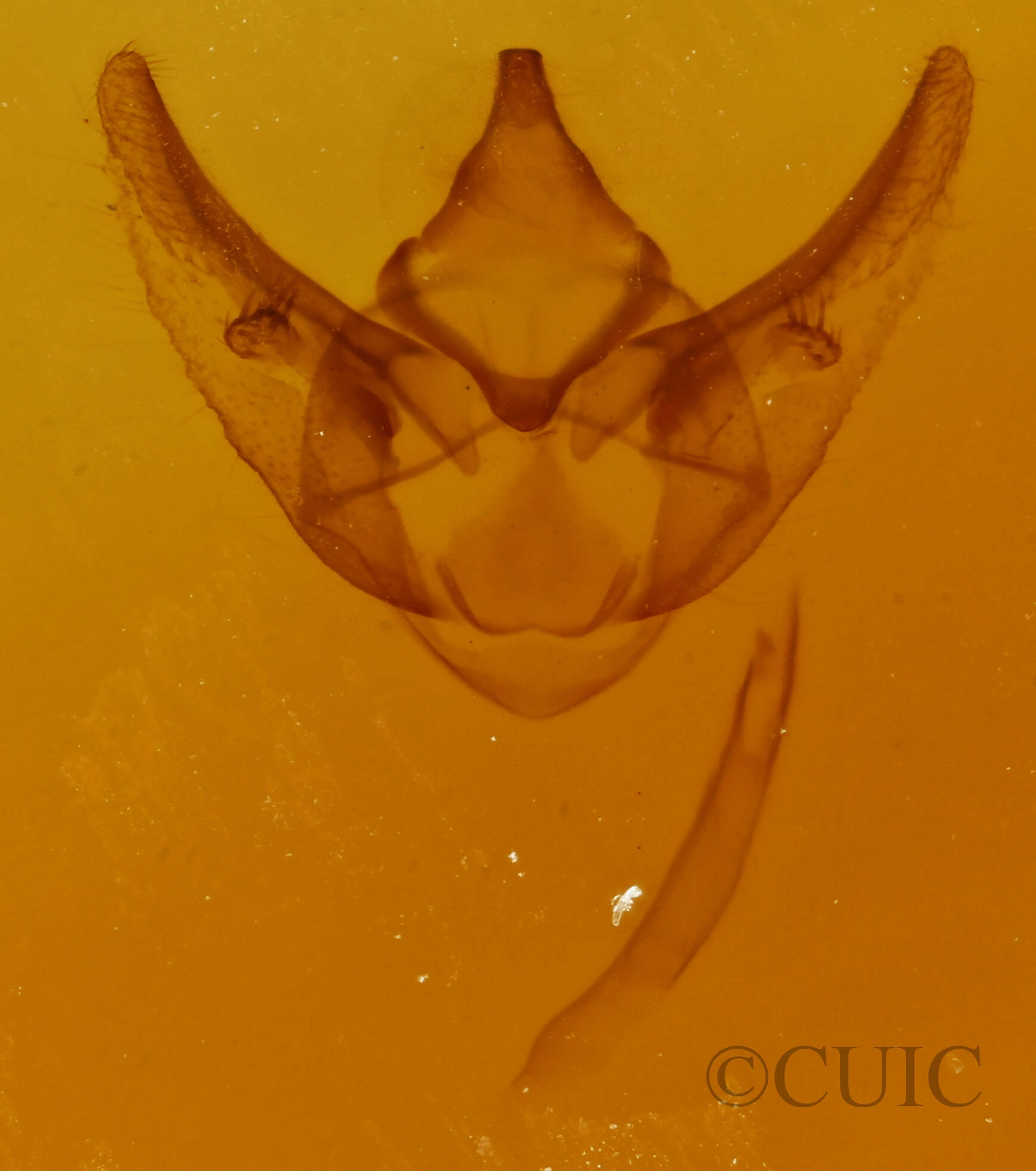 genitalia view of adult Phigalia plumigeraria