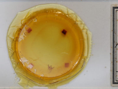 slide view of adult Phigalia plumigeraria