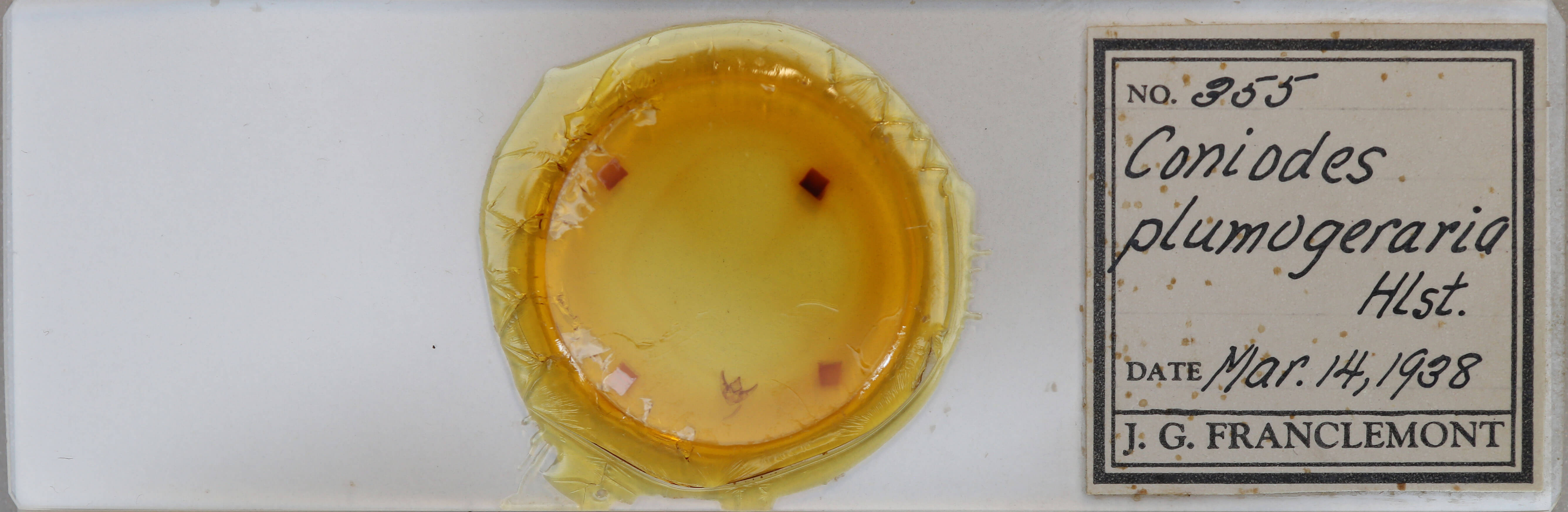 slide view of adult Phigalia plumigeraria