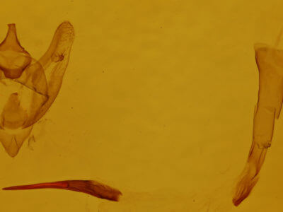 genitalia view of adult Phigalia strigataria