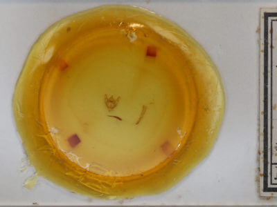 slide view of adult Phigalia strigataria