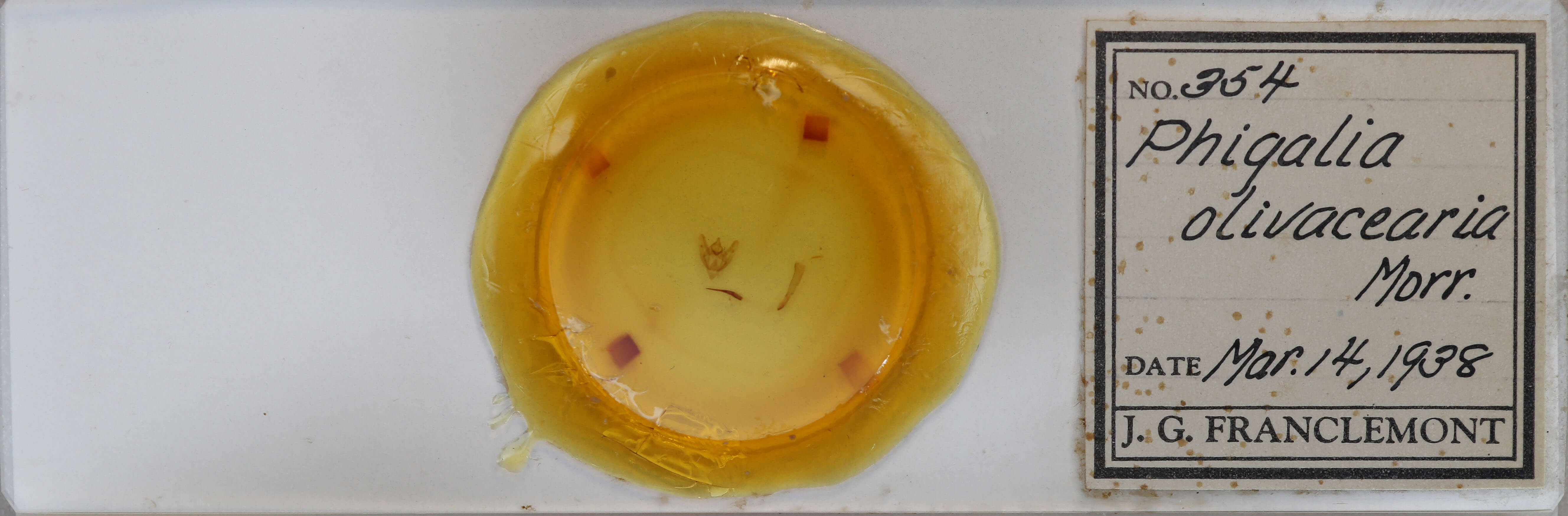 slide view of adult Phigalia strigataria