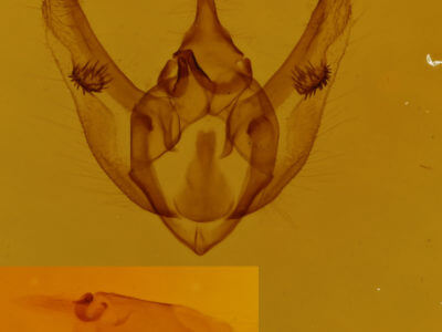 genitalia view of adult Phigalia titea