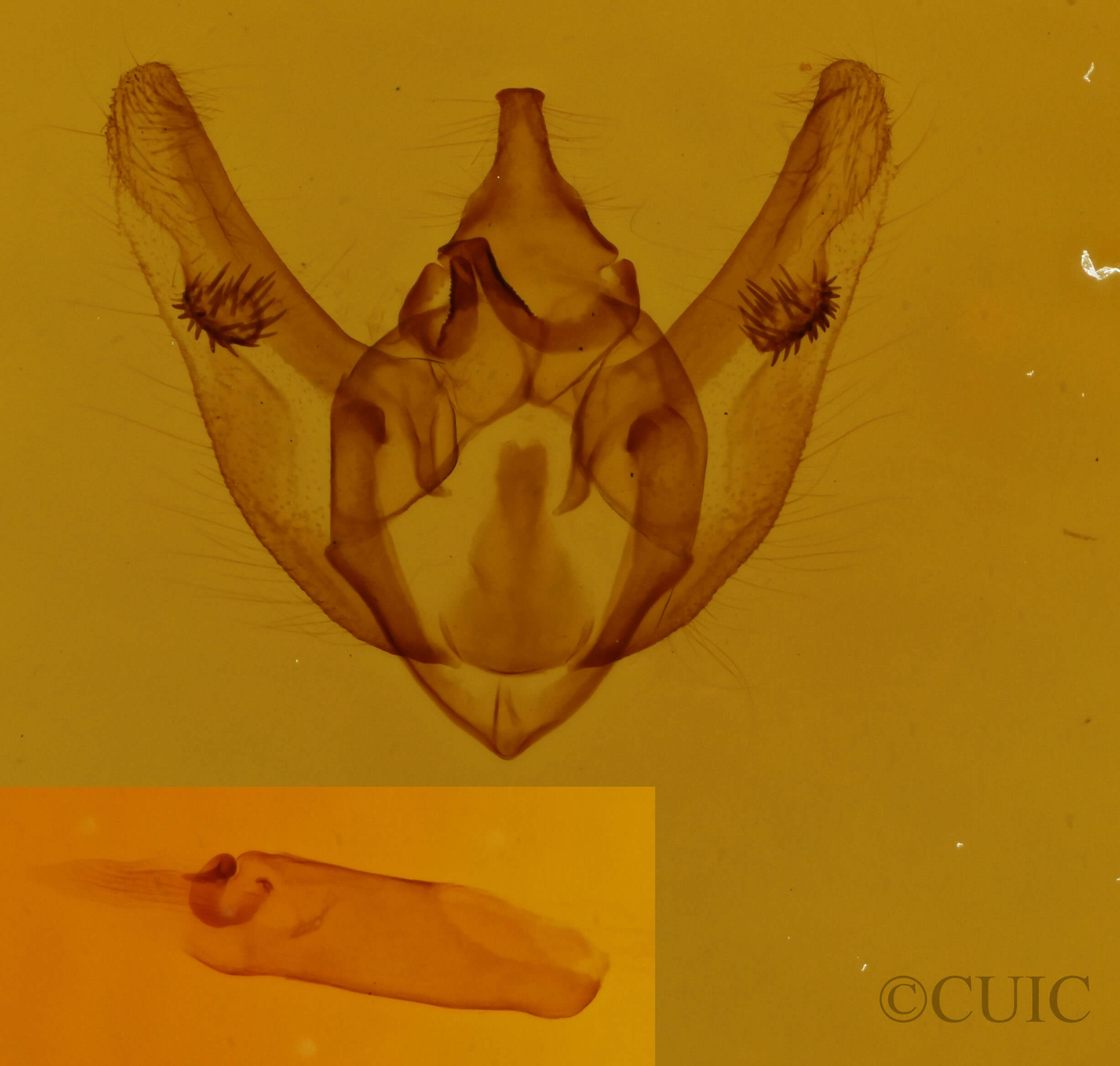 genitalia view of adult Phigalia titea