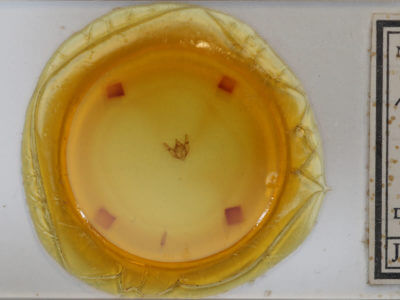 slide view of adult Phigalia titea