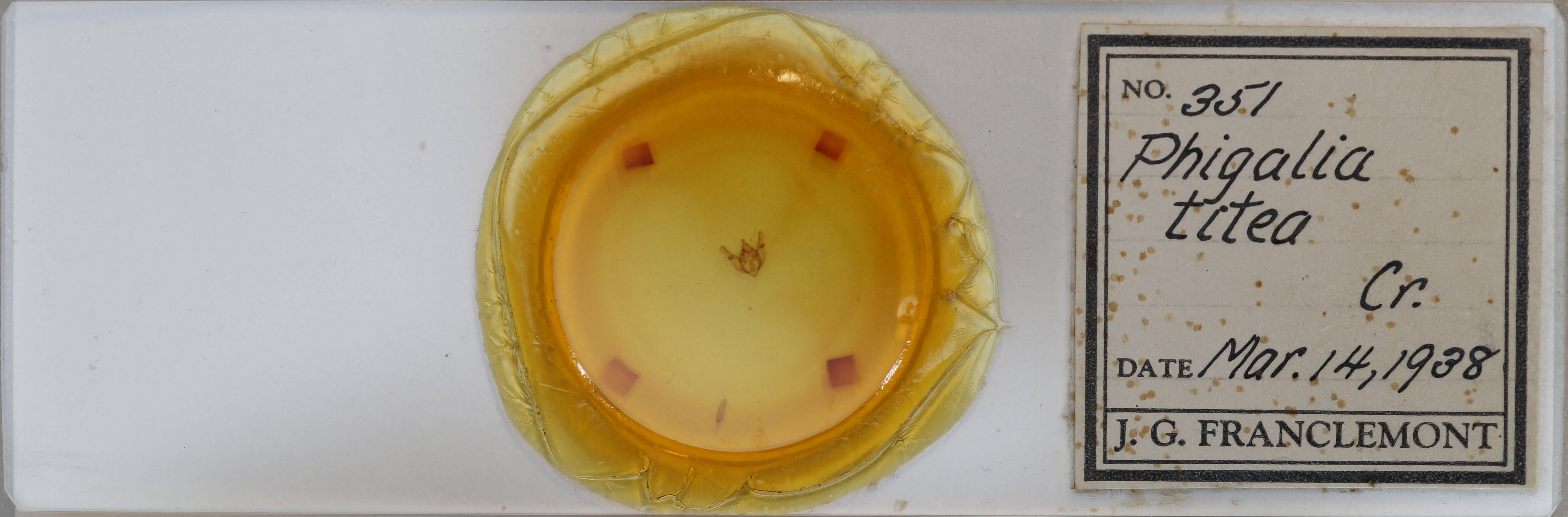 slide view of adult Phigalia titea