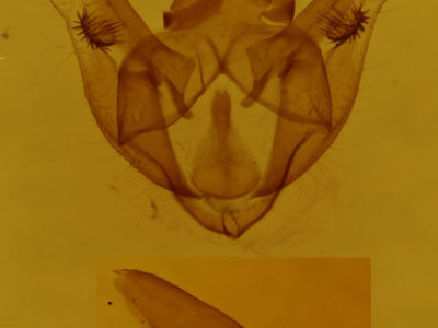 genitalia view of adult Phigalia titea