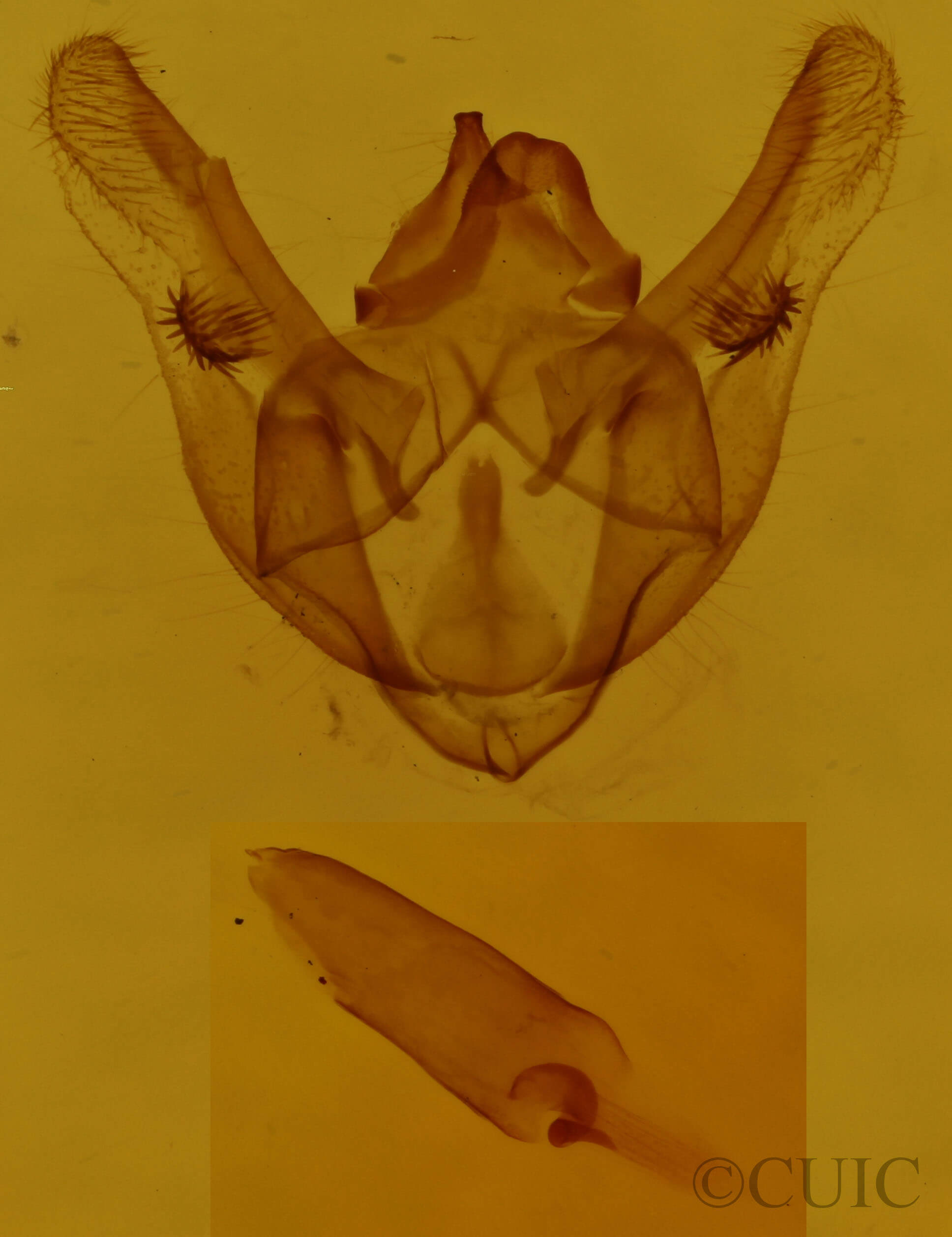 genitalia view of adult Phigalia titea