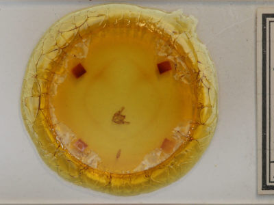 slide view of adult Phigalia titea