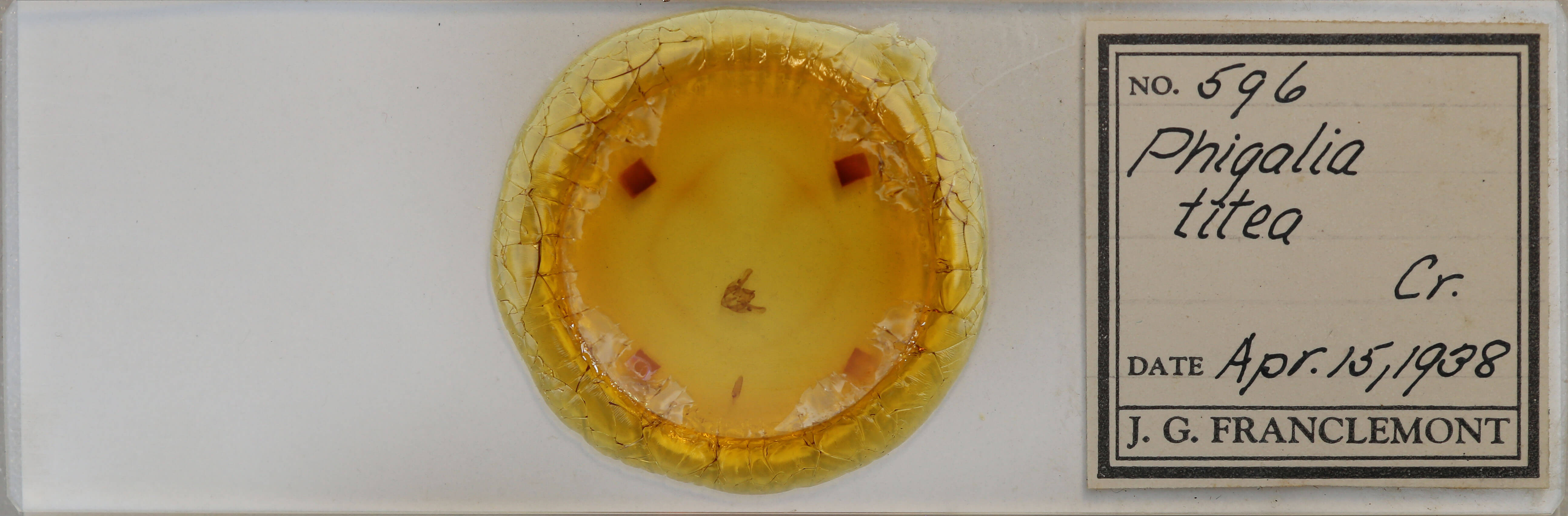 slide view of adult Phigalia titea