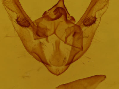 genitalia view of adult Phigalia titea