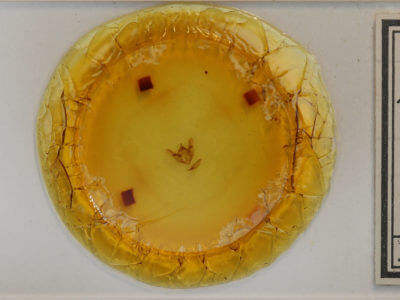 slide view of adult Phigalia titea