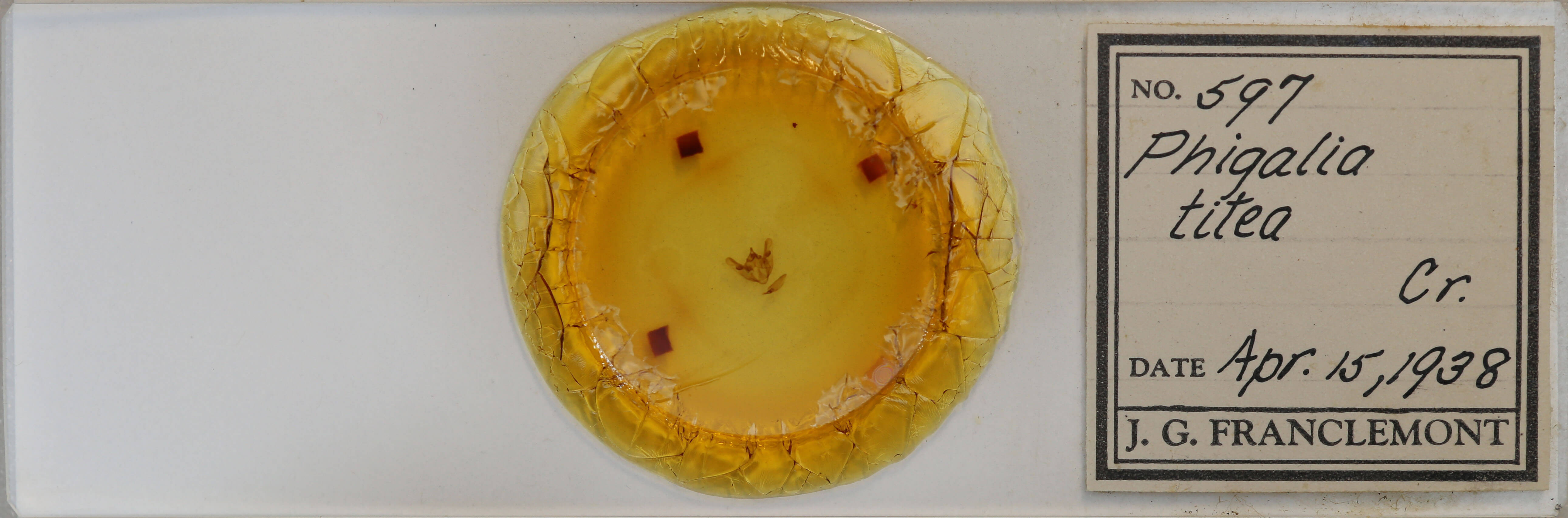 slide view of adult Phigalia titea