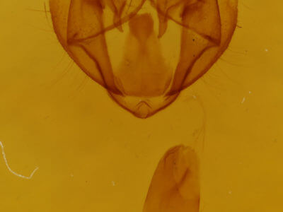 genitalia view of adult Phigalia titea
