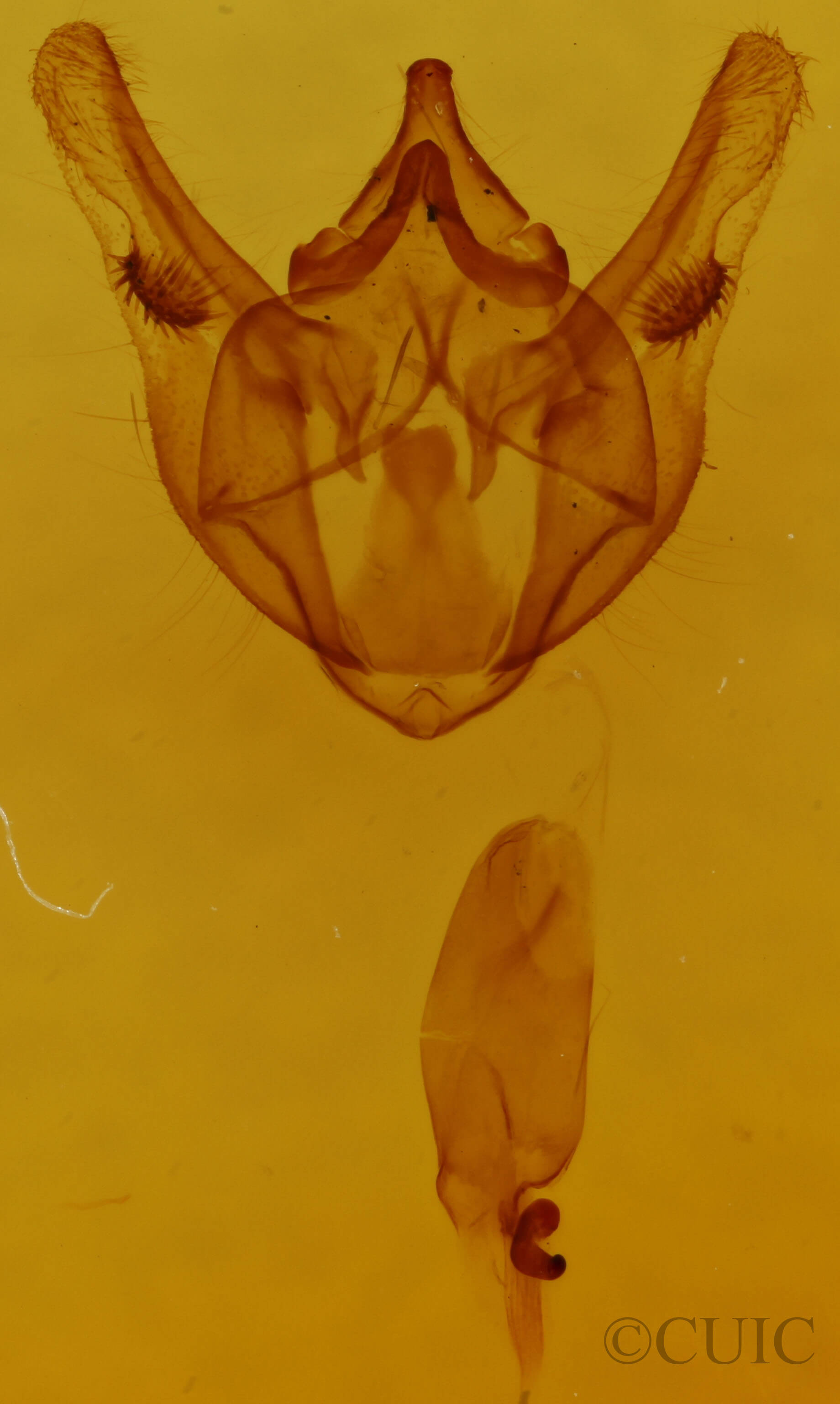 genitalia view of adult Phigalia titea