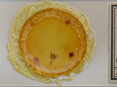 slide view of adult Phigalia titea