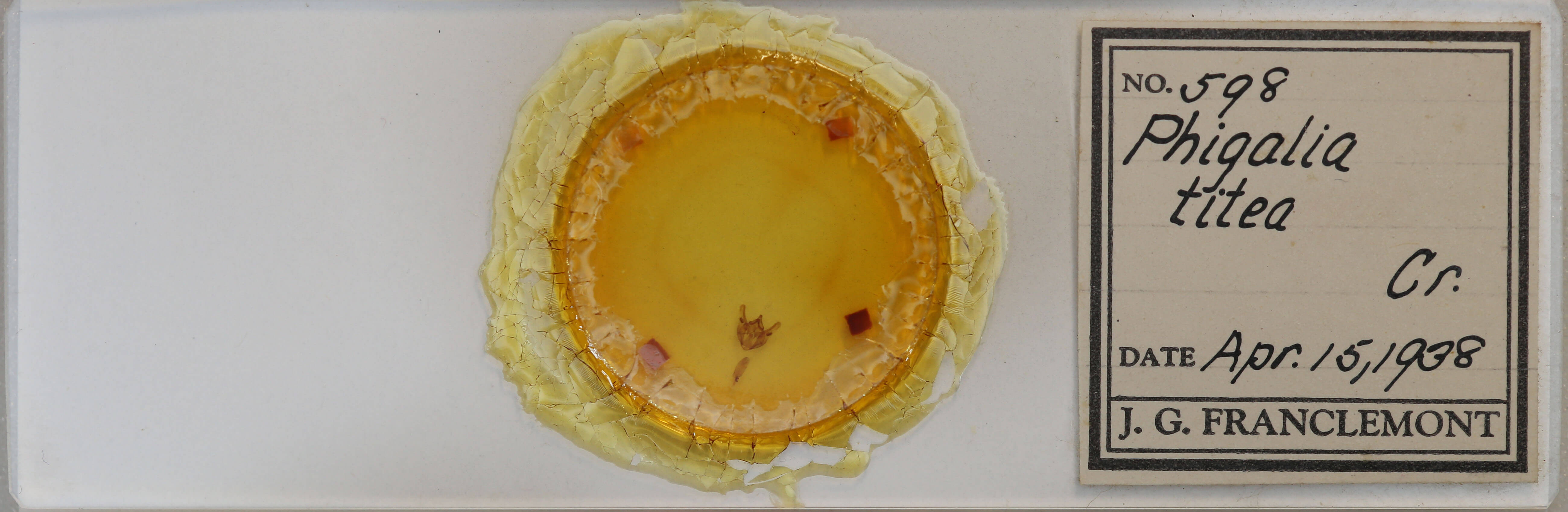 slide view of adult Phigalia titea