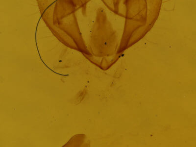 genitalia view of adult Phigalia titea