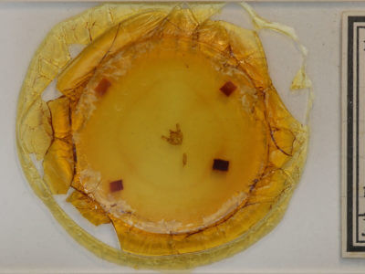 slide view of adult Phigalia titea