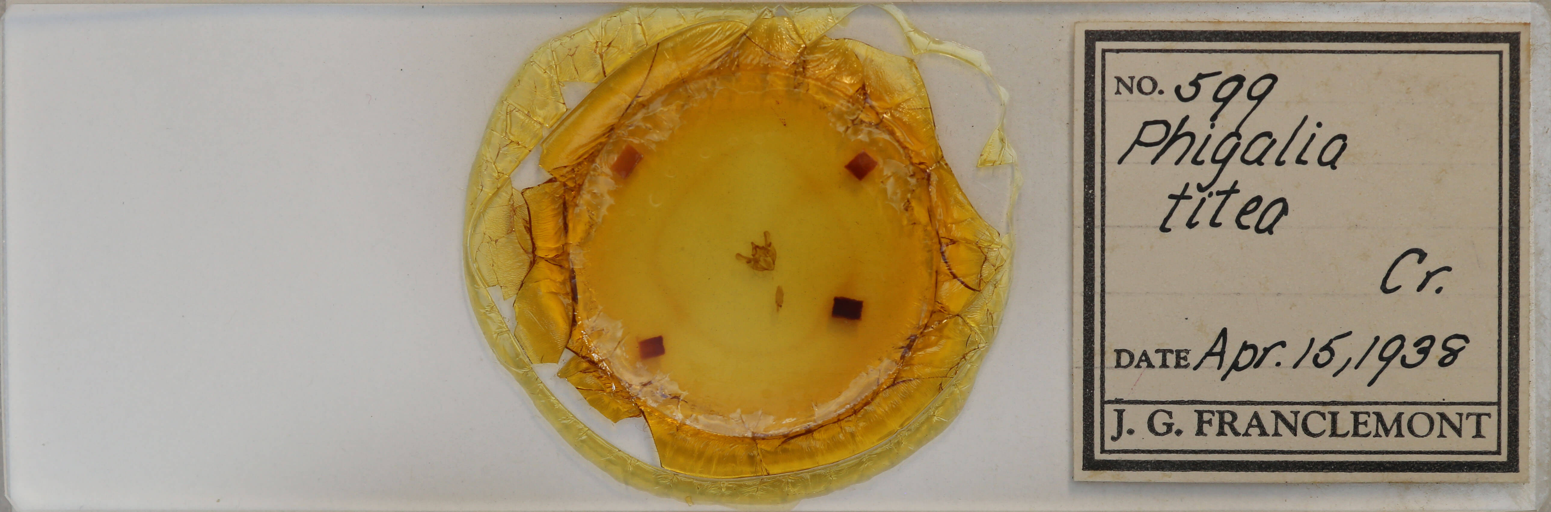 slide view of adult Phigalia titea