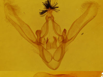 genitalia view of adult Phoberia atomaris