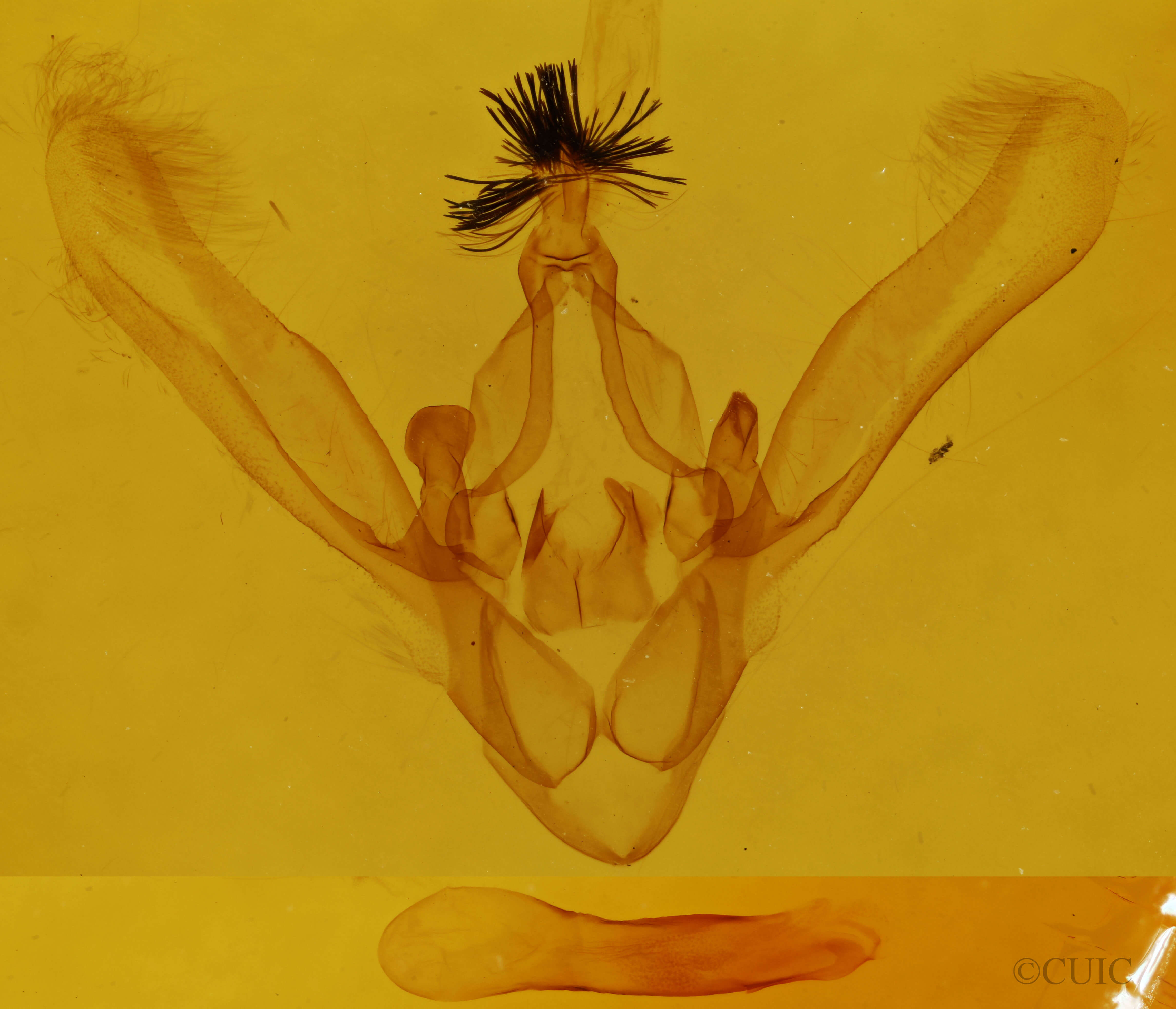 genitalia view of adult Phoberia atomaris