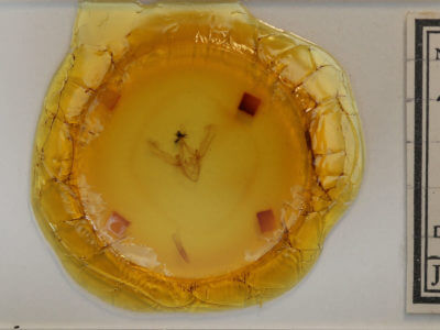 slide view of adult Phoberia atomaris