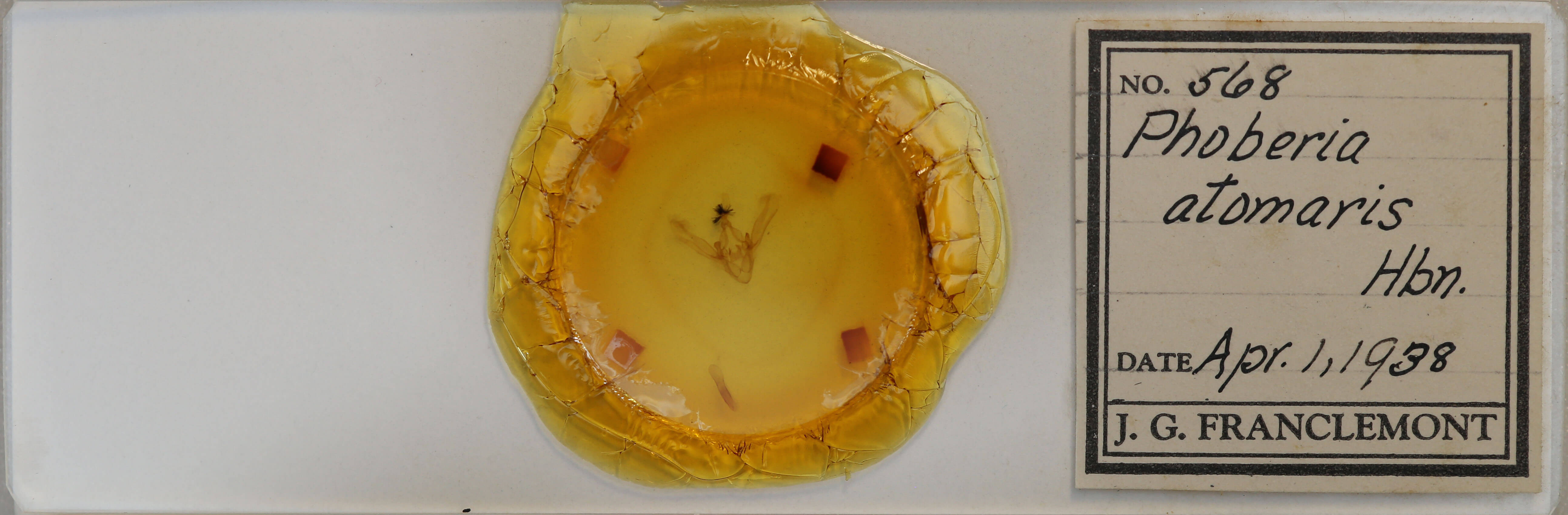 slide view of adult Phoberia atomaris