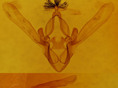 genitalia view of adult Phoberia atomaris