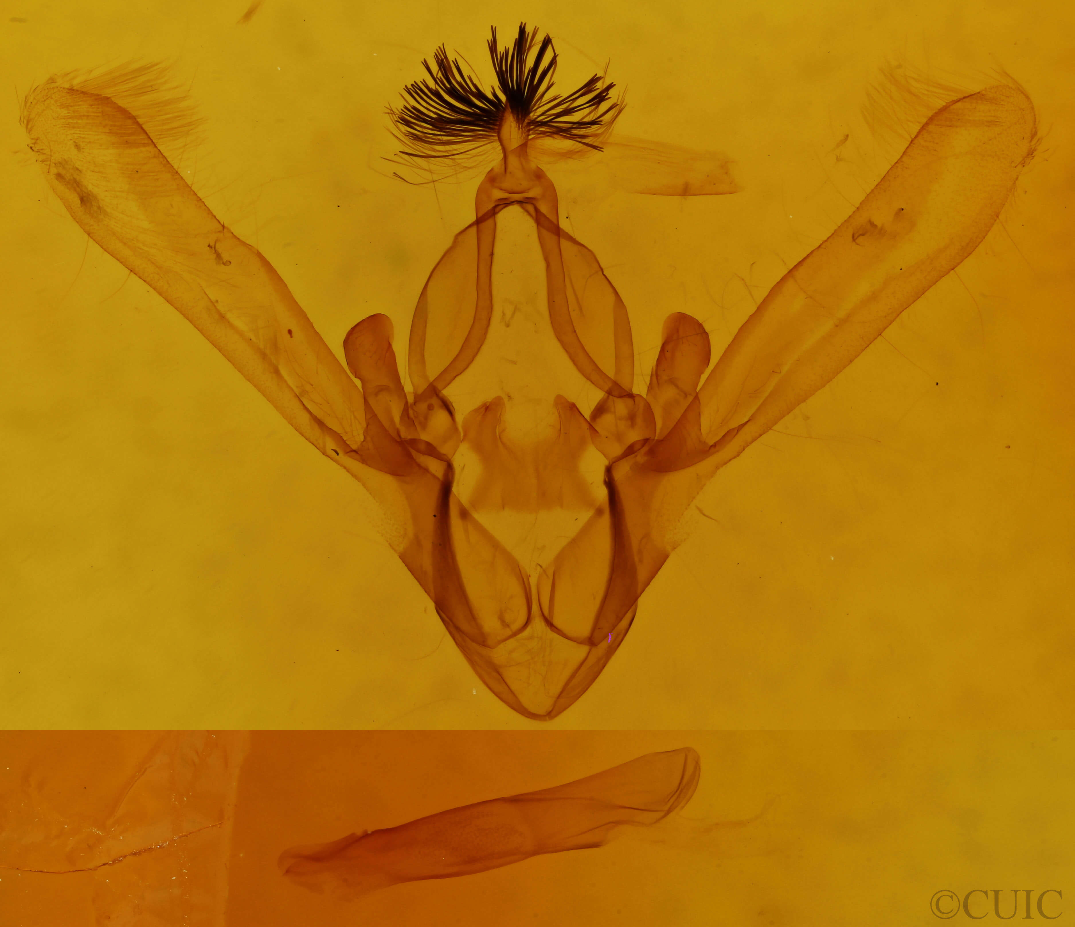genitalia view of adult Phoberia atomaris
