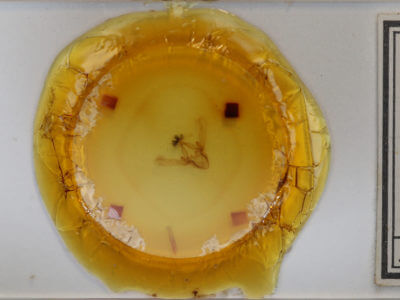 genitalia view of adult Phoberia atomaris