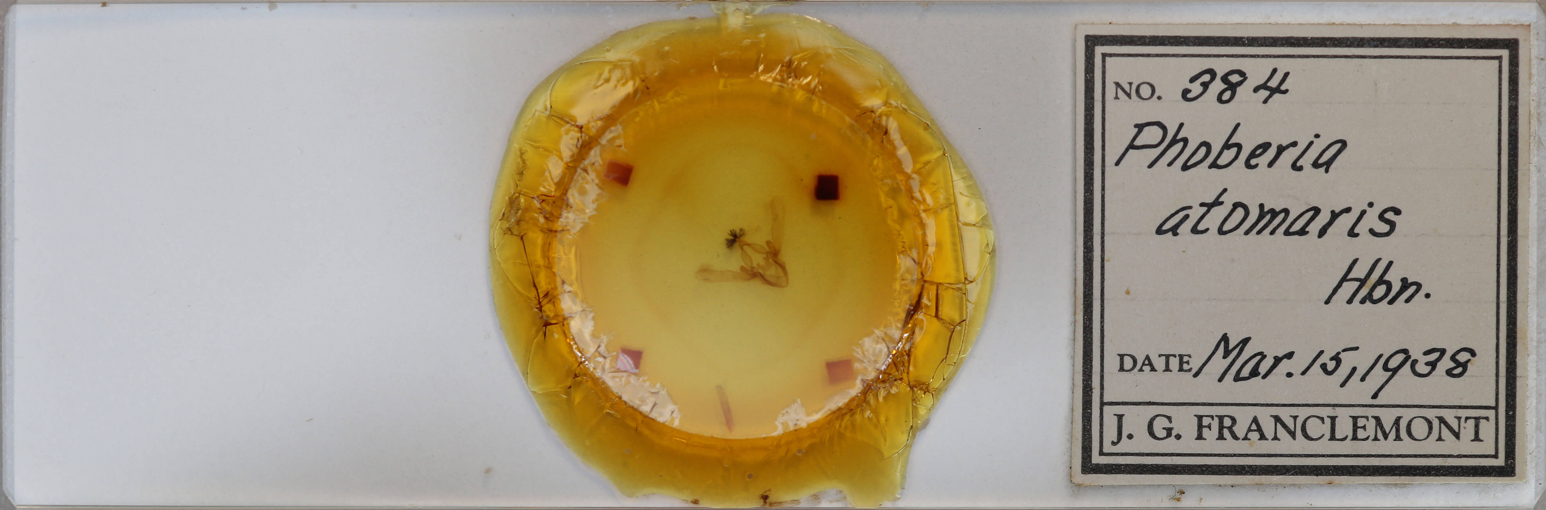 genitalia view of adult Phoberia atomaris