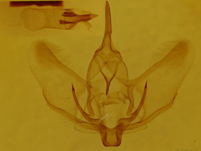 genitalia view of adult Plagodis phlogosaria keutzingaria
