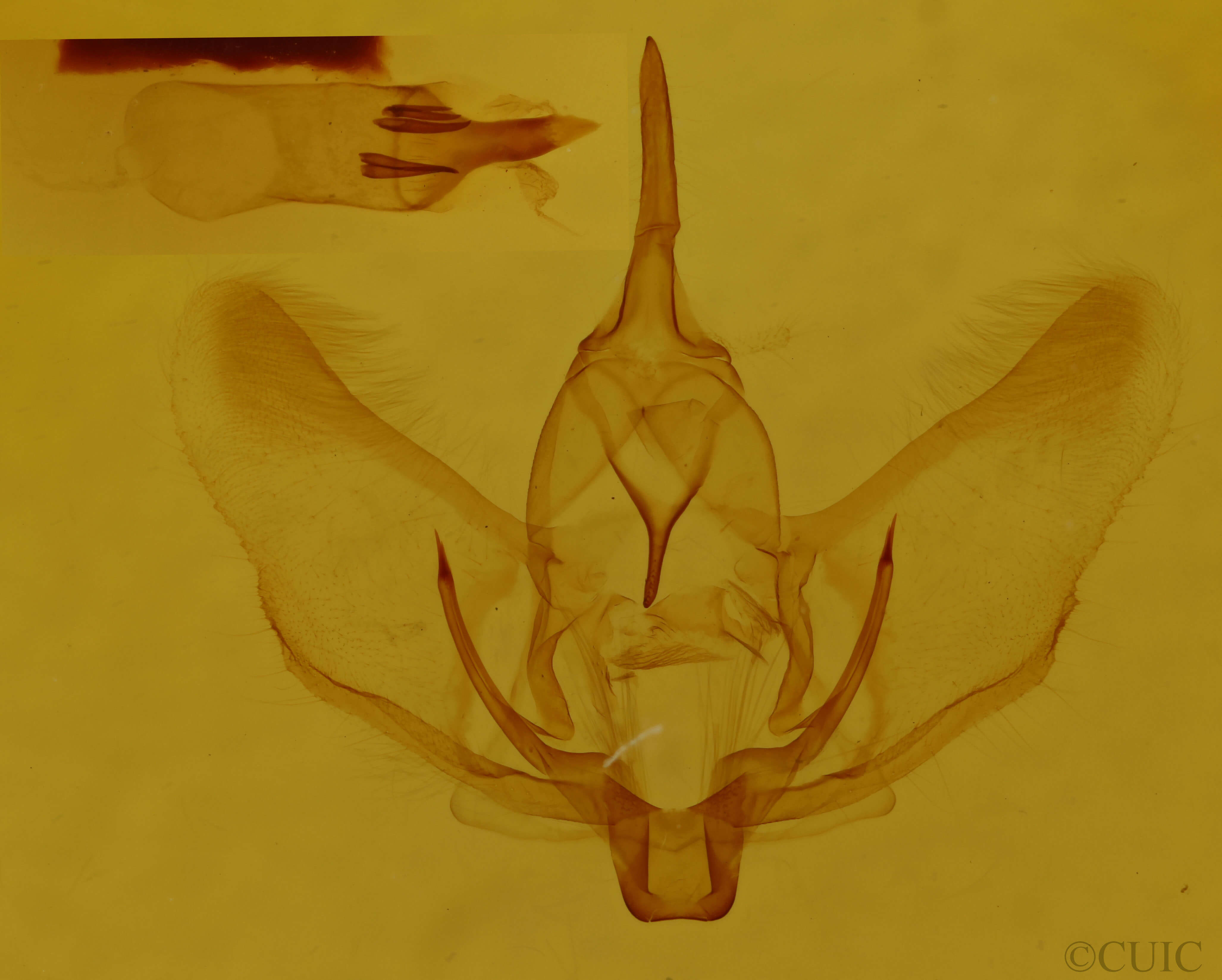 genitalia view of adult Plagodis phlogosaria keutzingaria